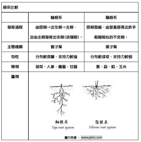 根的種類|根的型態、構造與功能